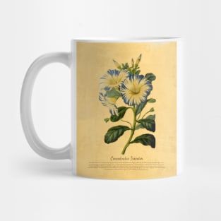 Convolvulus Tricolor With Details Mug